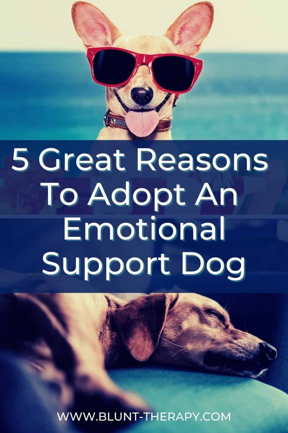 5 Great Reasons To Adopt An emotional Support Dog