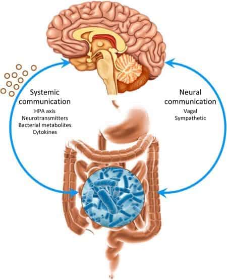The Brain-Gut Connection
